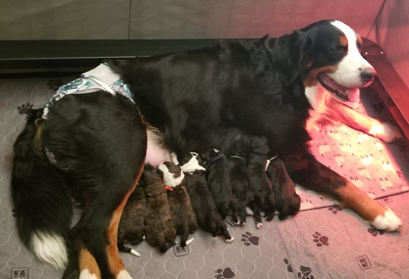 Arizona Standard F1 Bernedoodles